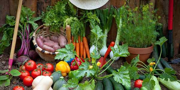 How To Start An Organic Vegetable Garden For Beginners