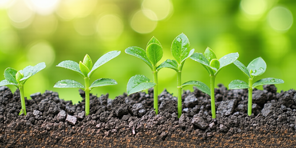 7 Common Gardening Mistakes Beginners Should Avoid