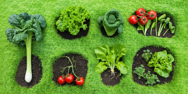 10 Creative Vegetable Garden Ideas To Try This Year