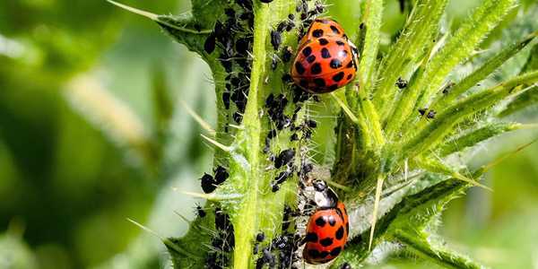 8 Natural Pest Control Solutions To Try in Your Compound